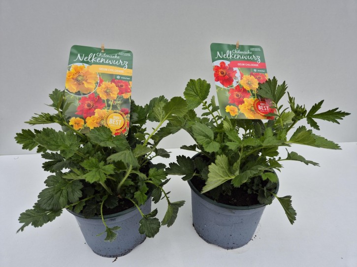 Geum chiloense   T 19   MIX