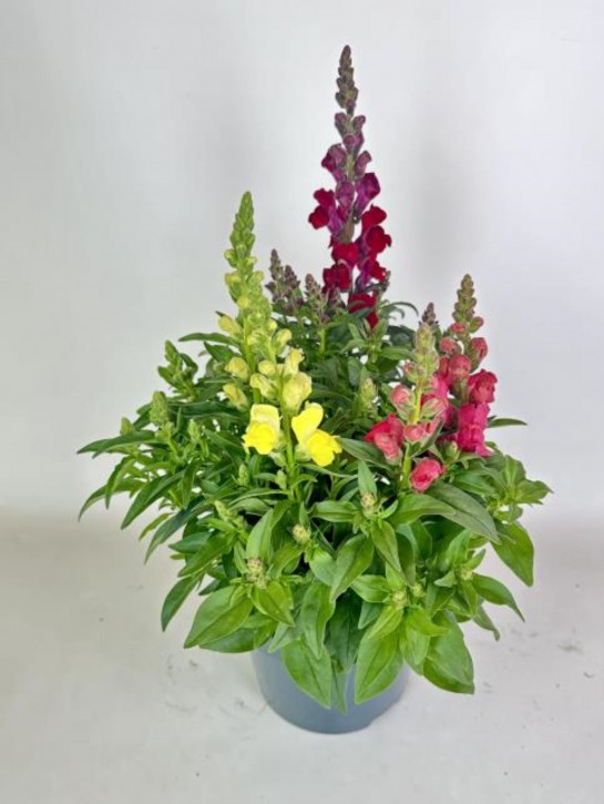 Anthirrhinum majus  T 19  TRIO