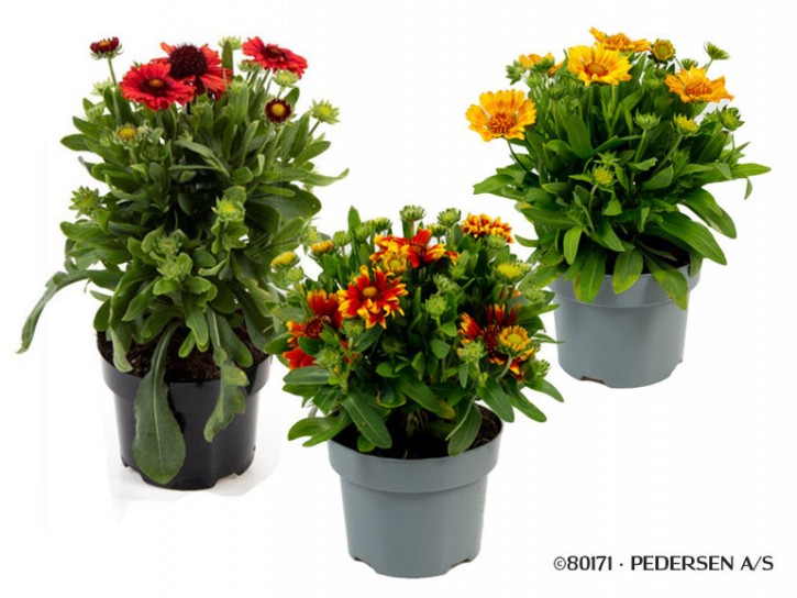 Gaillardia-Hybriden   T 17   MIX