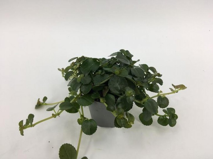 Pilea depressa   T 6   MINI
