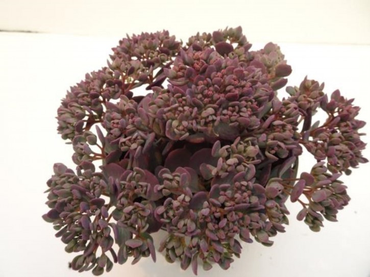 Sedum cauticolum 'Rocky'   T 13