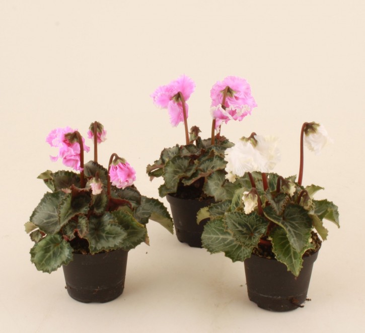 Cyclamen persicum   T 6   'Crispino'   MINI