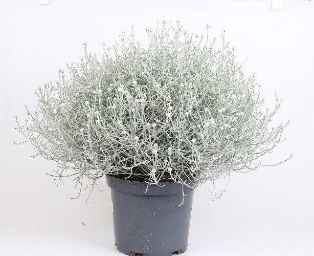 Calocephalus brownii T 23