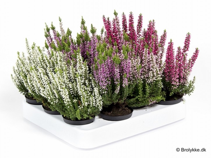 Calluna vulgaris T 6   GardenGirls® Mini MIX