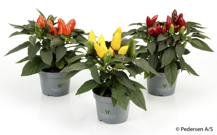 Capsicum anuum 'Tango'    T 10,5   MIX