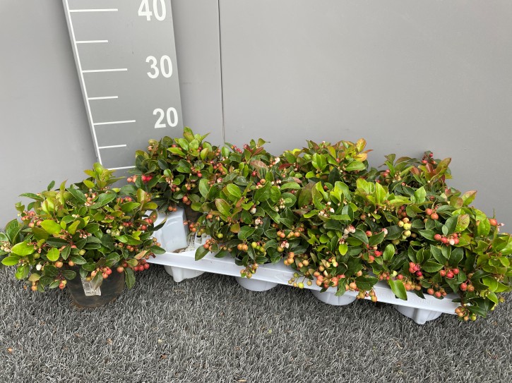 Gaultheria procumbens 'Winterpearls' T 11