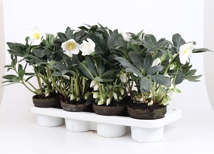 Helleborus niger 'Wintergold'   T 13   Tontopf