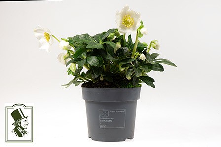Helleborus niger   T 14