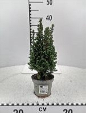 Chamaecyparis thyoides 'Top Point' T 11