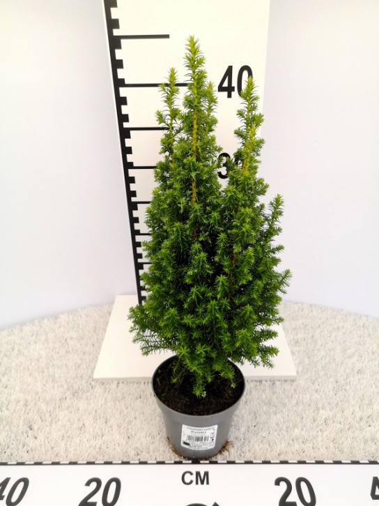 Chamaecyparis thyoides 'Top Point' T 11