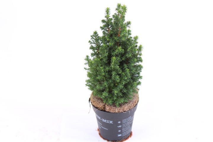 Chamaecyparis thyoides 'Top Point' T 13