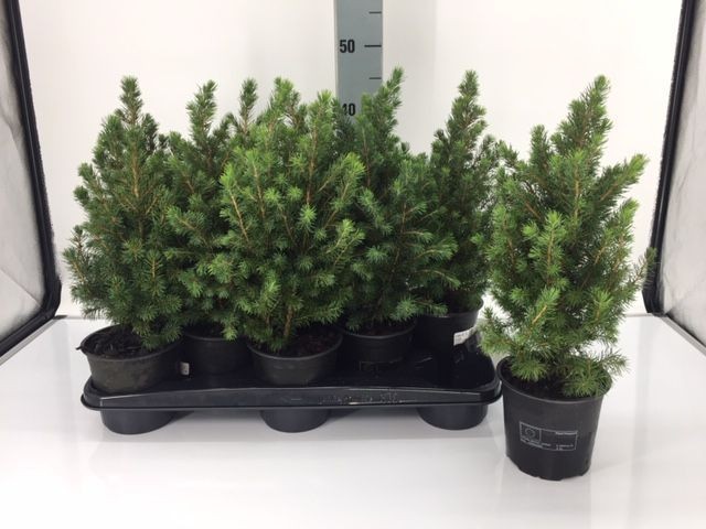 Picea glauca 'Conica' T 13