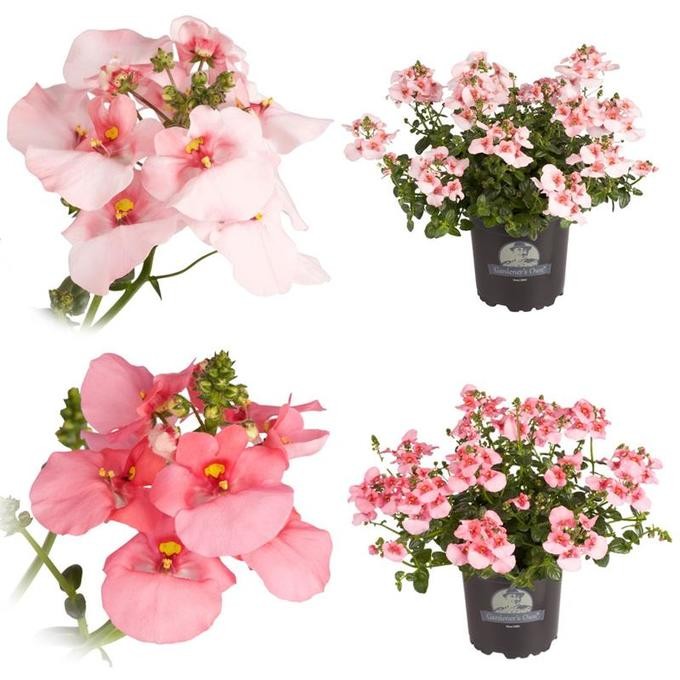 Diascia barberae  T 10,5  MIX