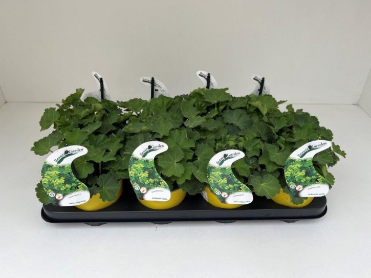 Alchemilla mollis T 13