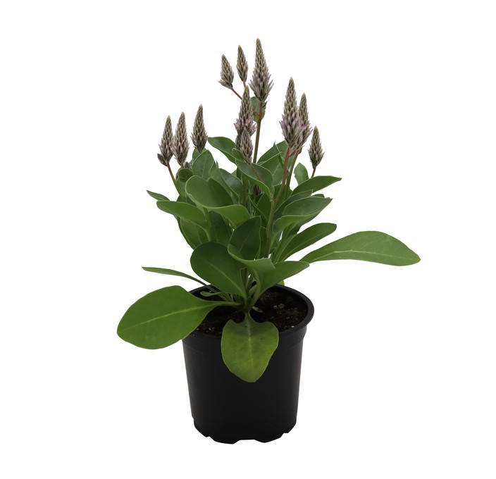 Ptilotus exaltatus 'Joey' T 11