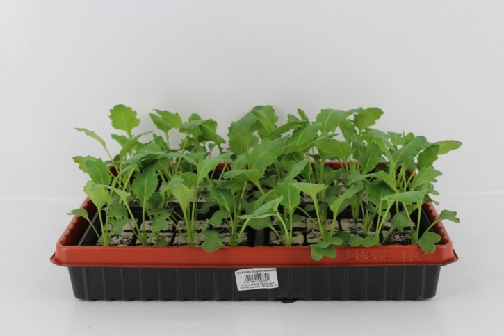 Kohlrabi 'Superschmelz'-Jungpflanzen (12er Schale)