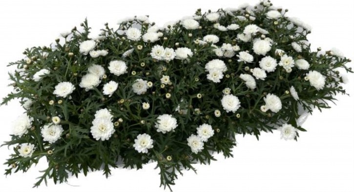 Argyranthemum frutescens T 10,5 WEISS gefüllt
