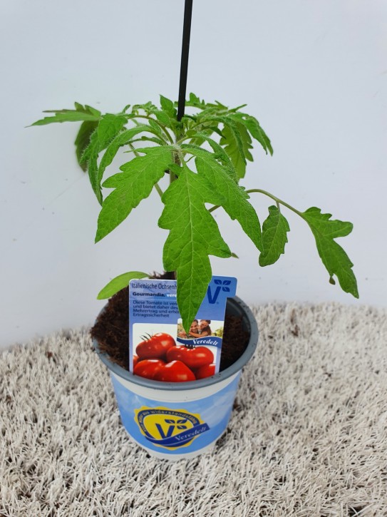 Tomate (Ochsenherz) T 12 'Gourmandia' F1 veredelt
