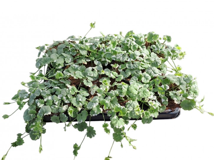 Glechoma hederacea   T 12