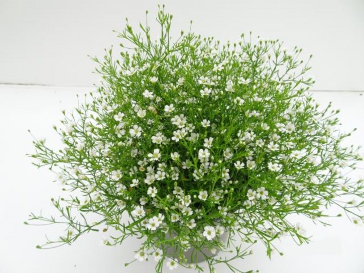 Gypsophila muralis WEISS T 13