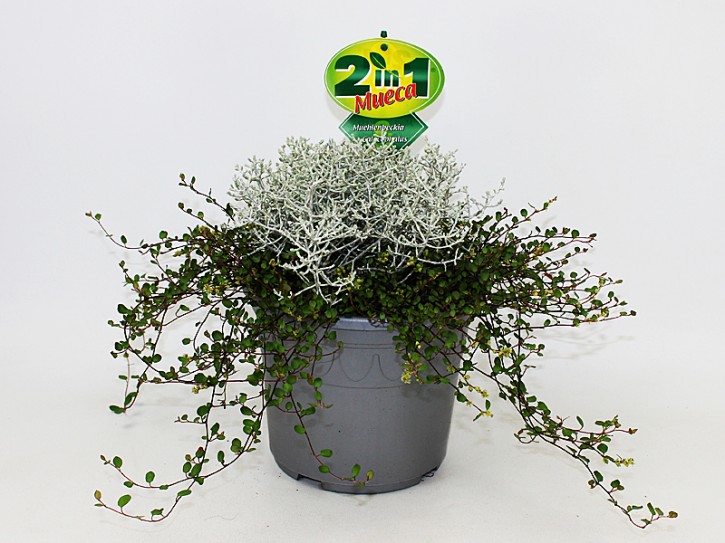 Mueca-2in1 - Muehlenbeckia & Calocephalus T 19