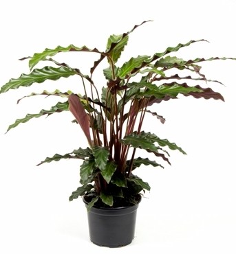 Calathea rufibarba T 12
