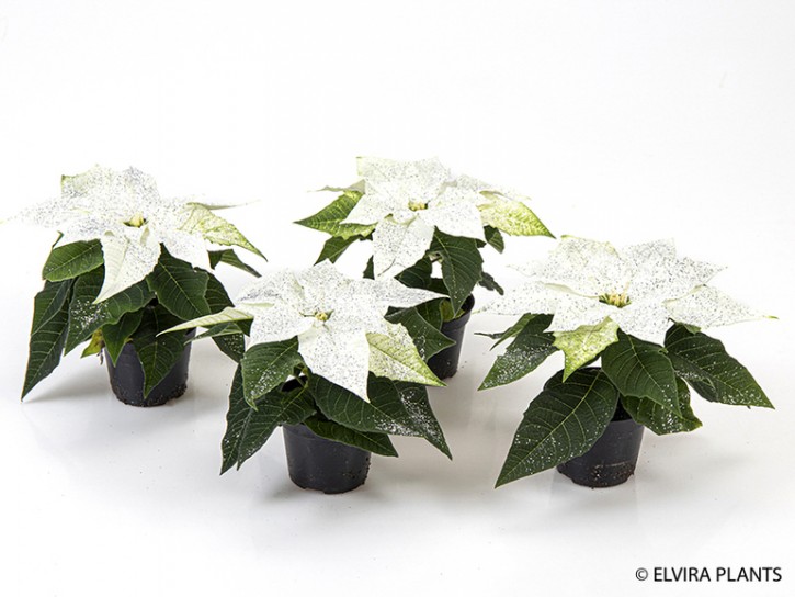Euphorbia-Pulcherrima-Hybrid  T 6   Mini   WEISS mit Glitter SILBER