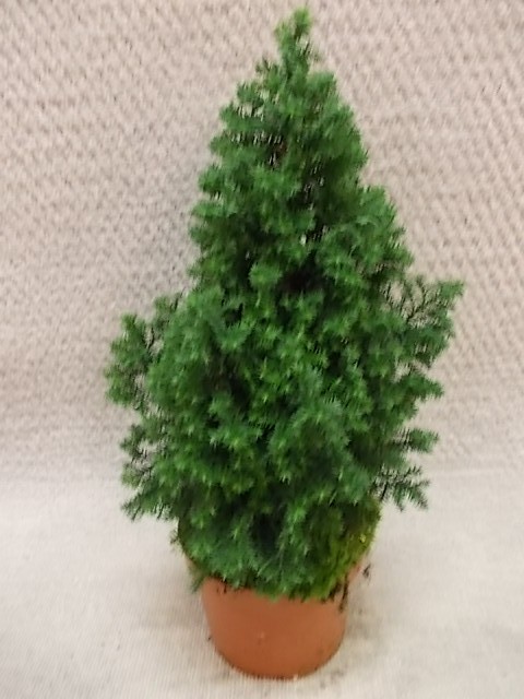 Chamaecyparis thyoides 'Top Point' T 13