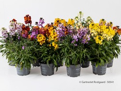 Erysimum Hybriden T 13  MIX