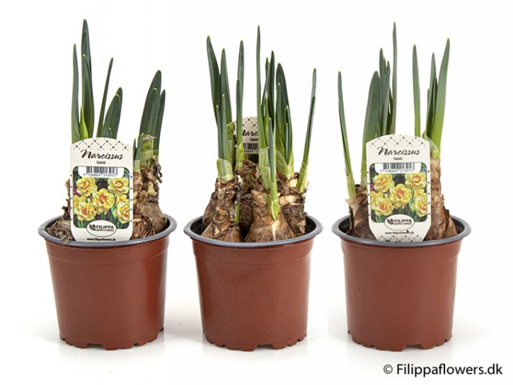 Narcissus 'Tahiti' T 11 (dunkelgelb, orange Mitte)