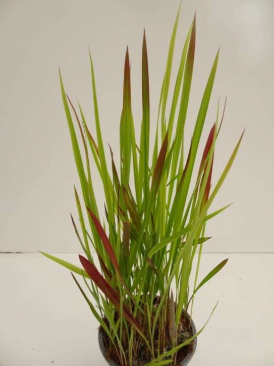 Imperata cylindrica 'Red Baron' T 13