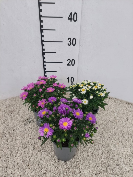 Aster novi-belgii 'Magic' T 10,5   WEISS