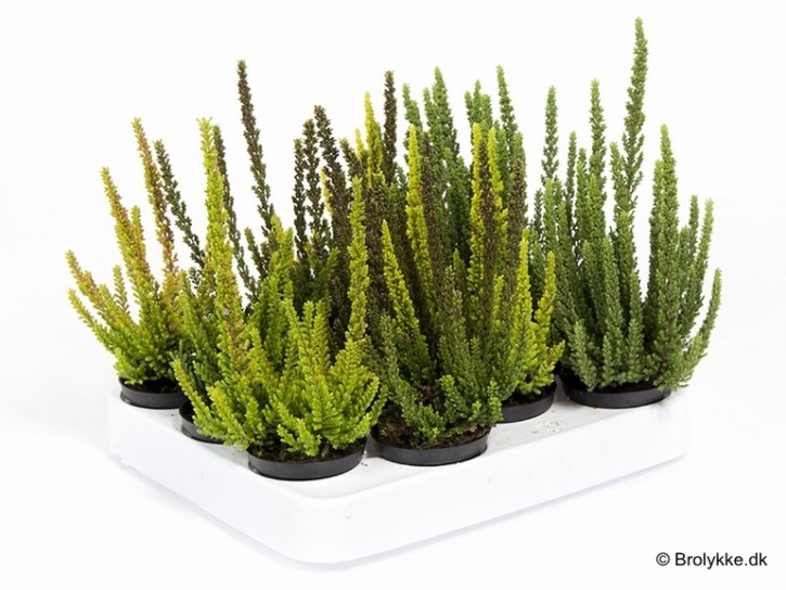 Calluna vulgaris   T 6   SKYLINE®  Mini MIX