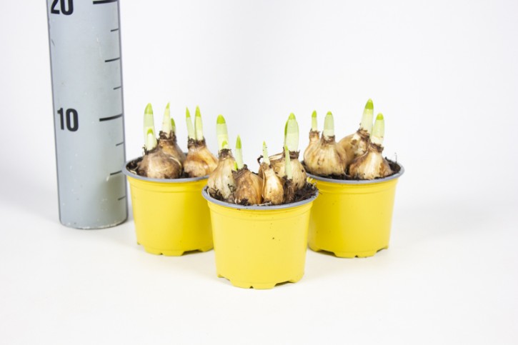 Narcissus 'Tete a Tete' T 9  (3 ppp)