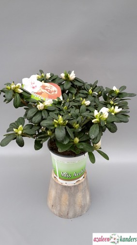 Rhododendron simsii 'Veronique' T 13 (20 - 22,5)