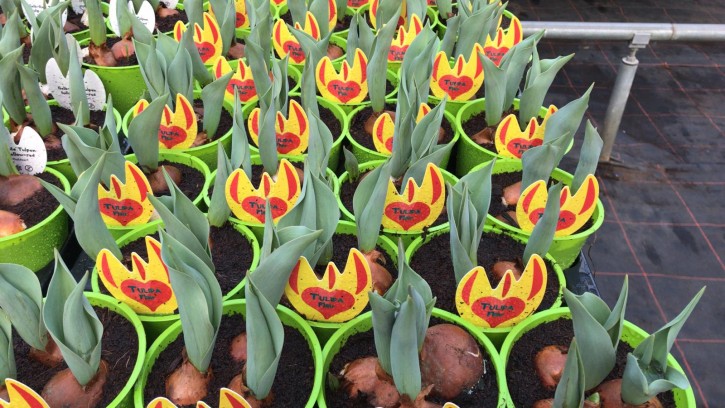 Tulipa-Hybriden T 11 (3 ppp) FLAIR grüner Topf