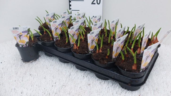 Tulipa bakeri T 9 (4/5 ppp) WEISS