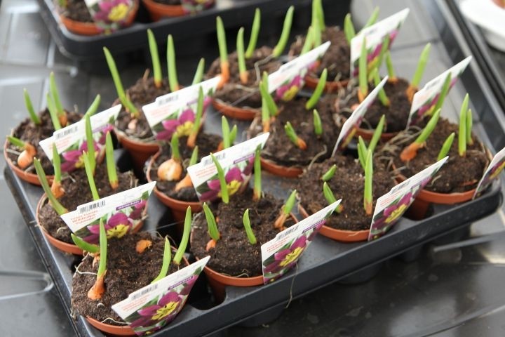 Tulipa humilis T 9 (4/5 ppp) ROT