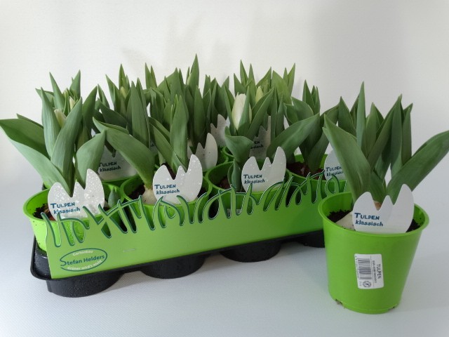 Tulipa-Hybriden T 11 (3ppp) WEISS grüner Topf