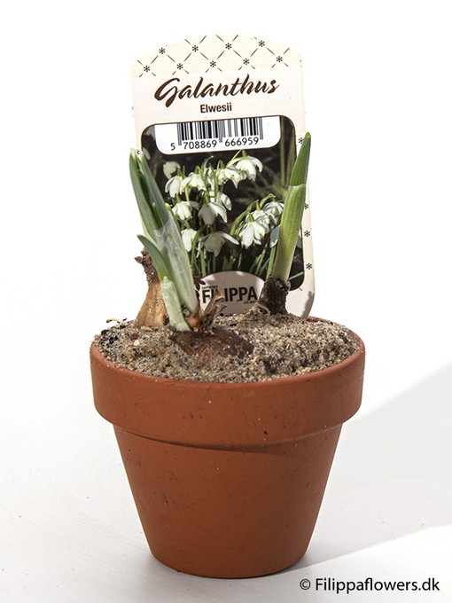 Galanthus nivalis   T 7   Tontopf