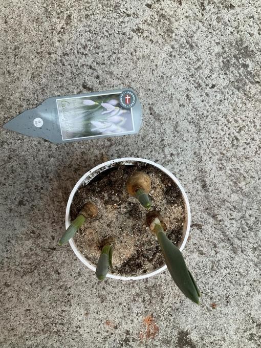 Galanthus nivalis   T 9   (4 ppp)