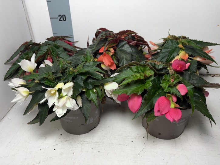 Begonia boliviensis 'Summerwings' T 13   MIX