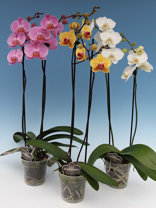Phalaenopsis-Hybriden   T 12    (2 Triebe)   MIX