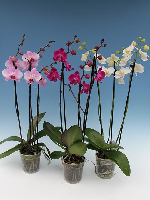 Phalaenopsis-Hybriden T 12 (3 Triebe) Mix