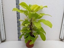 Philodendron  'Lemonline'   T 24   75 cm