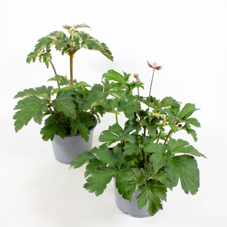 Anemone hupehensis japonica T 13 MIX