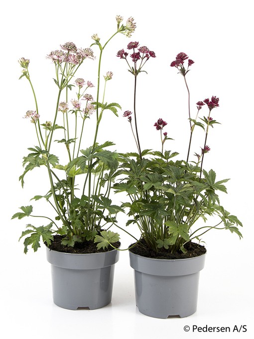 Astrantia major T 17 MIX