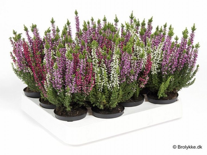 Calluna vulgaris T 6   GardenGirls® Mini TRIO