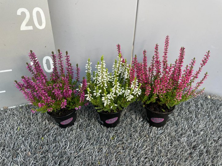 Calluna vulgaris T 6   GardenGirls® Mini MIX