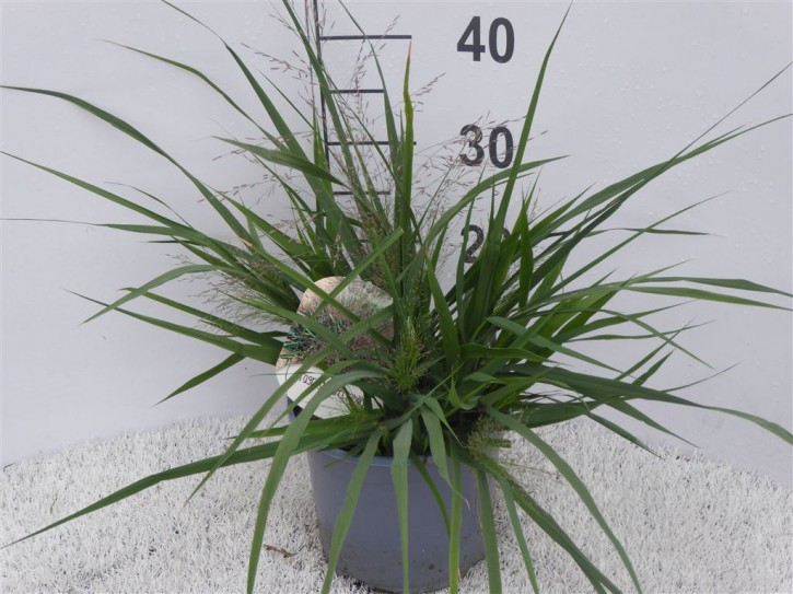 Eragrostis spectabilis T 19